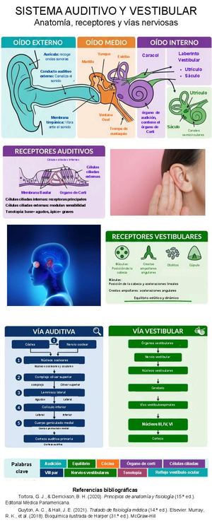 Sistema Auditivo Y Vestibular Corregido