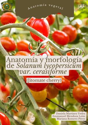 Anatomía y Morfología De La Planta De Jitomate Cherry
