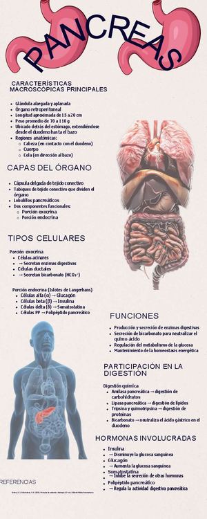 Pancreas Corregido