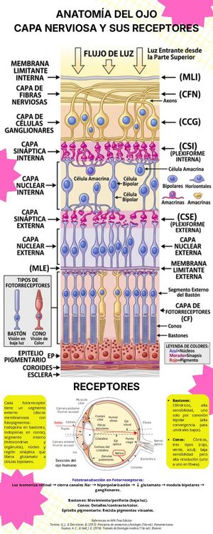 Anatomía Ojo (1)