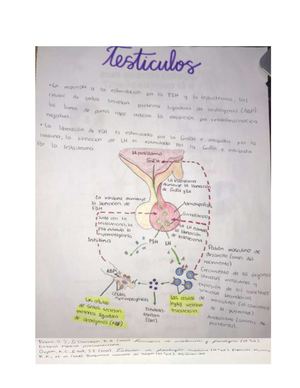 Testiculos Corregido