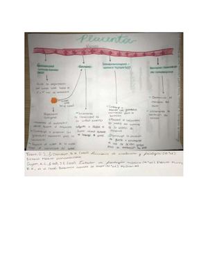 Placenta Corregido