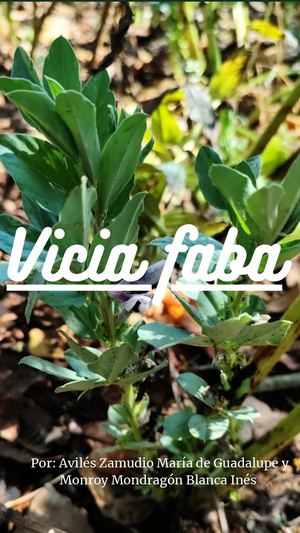 Vicia Faba 20260604 232251 0000