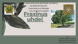 Fraxinus Sp