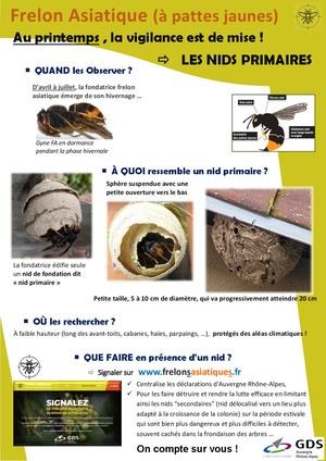 Nids Primaires Frelons Asiatiques