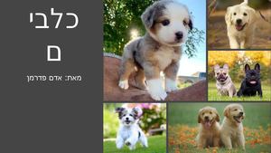 אדם פדרמן כלבים