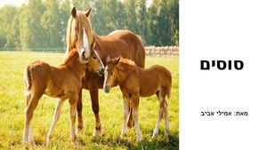 אמילי אביב סוסים