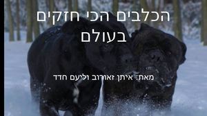 כלבים ליעם חדד ואיתן זאורוב