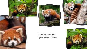 ליאנה צוקר הפנדה האדומה