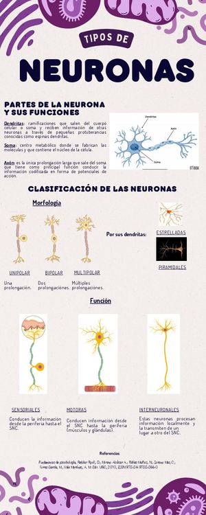 Infografía Tipos De Neuronas