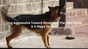 Dog Aggressive Toward Strangers: The Fear Cycle & 5 Steps To Fix It
