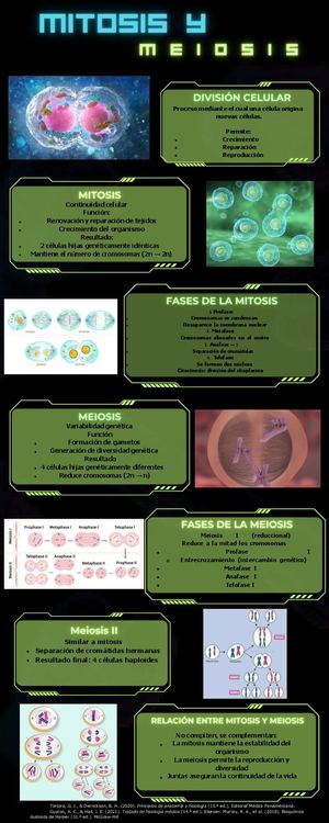 Infografía Mitosis Y Meiosis Corregida