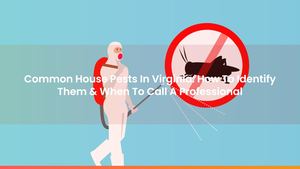 Common House Pests In Virginia: How To Identify Them & When To Call A Professional