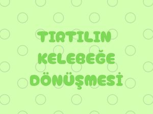 TIRTILIN KELEBEĞE DÖNÜŞMESİ
