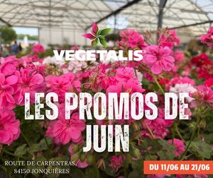 Rey club juin 2026 - Vegetalis Jonquieres