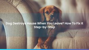 Dog Destroys House When You Leave? How To Fix It Step-by-Step