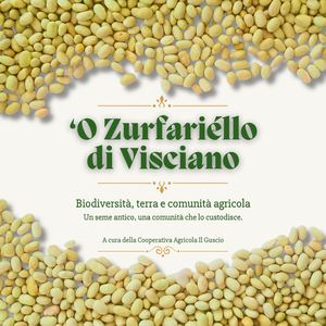 Zurfariello Di Visciano (2)