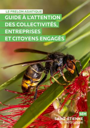 Guide sur le frelon asiatique 2026