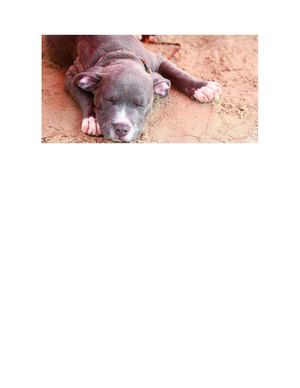 Pitbull