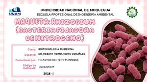 Presentación educativa detallada sobre Rhizobium y el proceso de fijación de nitrógeno.