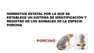 Tema 24 2ª Parte Identificacion Porcino