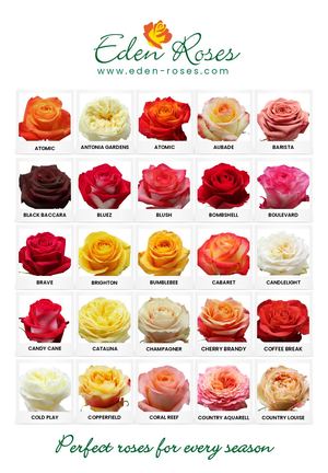 Eden Roses Catalog 2026