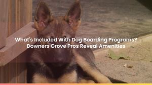 What's Included With Dog Boarding Programs? Downers Grove Pros Reveal Amenities