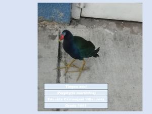 Concurso De Fotografia De Aves 2026