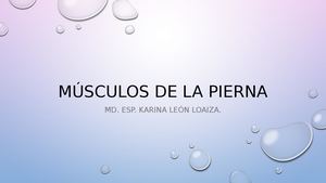 Músculos De La Pierna Y Pie