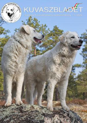Kuvasz Bladet1 2026