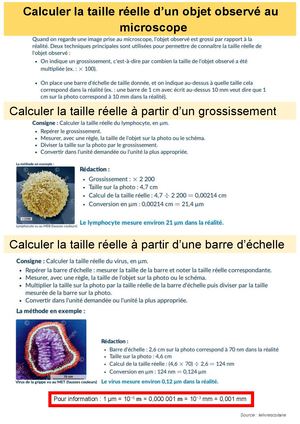 Calculer La Taille Réelle Fiche Methode