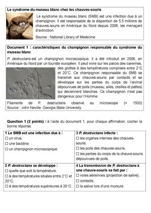 2026 Am N Le Syndrome Du Museau Blanc Chez Les Chauves