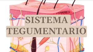 Sistema Tegumentario