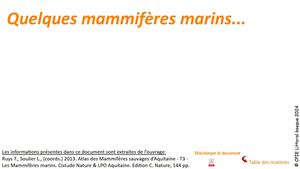 Quelques mammifères marins de la côte basque  / CPIE Littoral basque