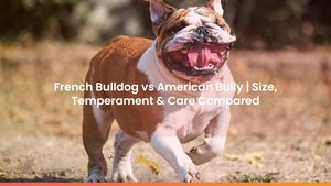 French Bulldog vs American Bully | Size, Temperament & Care Compared