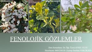 0603230110 Zeynep İSmihan Yerlikaya Fenoloji ÖDev (1)