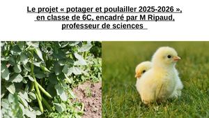 Article 6c Science Poussins Et Le Potager