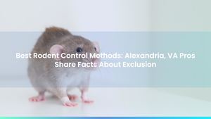 Best Rodent Control Methods: Alexandria, VA Pros Share Facts About Exclusion