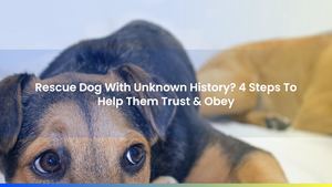 Rescue Dog With Unknown History? 4 Steps To Help Them Trust & Obey