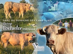 Boehmler Cowllection 2026 - Simon Genetic