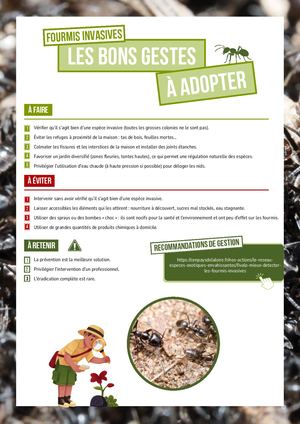 Fiche fourmis - Les bons gestes à adopter
