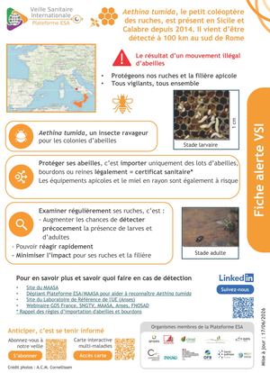 Fiche Alerte Aethina Vf (1)