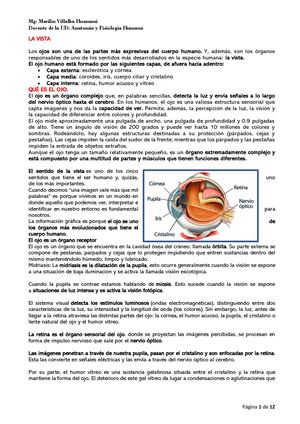 Teoria De Los Sentidos Vista, Olfato Y Tacto
