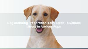 Dog Boarding Preparation: Easy Steps To Reduce Stress In Anxious Pups