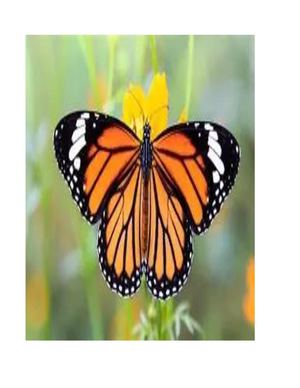 REVISTA DE MARIPOSAS