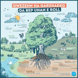 Posters en Breton du Guide de l'arbre et du bocage