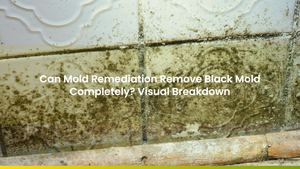 Can Mold Remediation Remove Black Mold Completely? Visual Breakdown