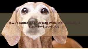 How To Board A Senior Dog With Health Issues: A Step-By-Step Guide
