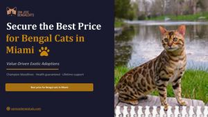 Secure the Best price for Bengal cats in Miami | Value-Driven Exotic Adoptions