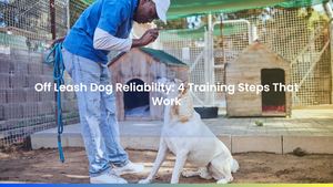 Off Leash Dog Reliability: 4 Training Steps That Work